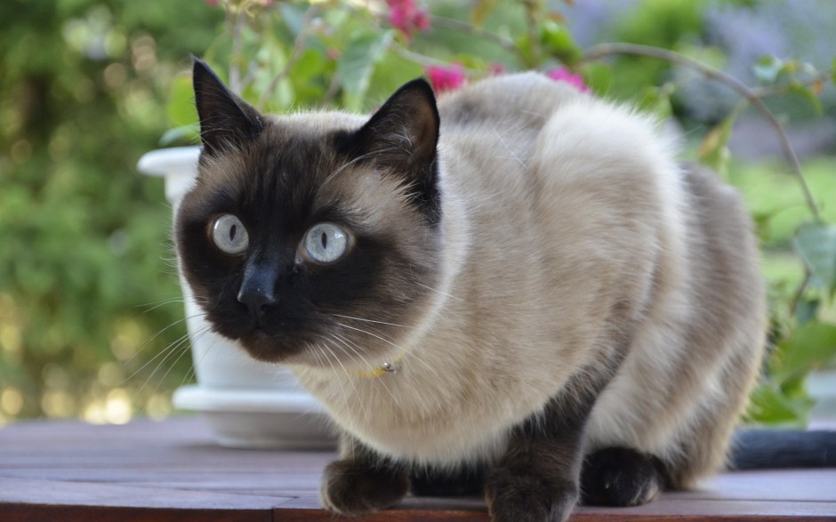 点击大图看下一张：品象较好的暹罗猫图片欣赏