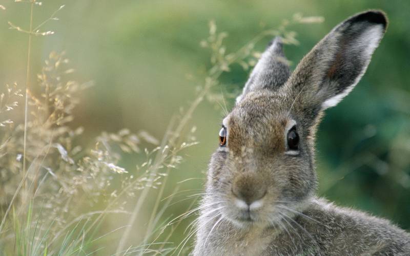 点击大图看下一张：乖巧可爱的小兔子高清摄影图片