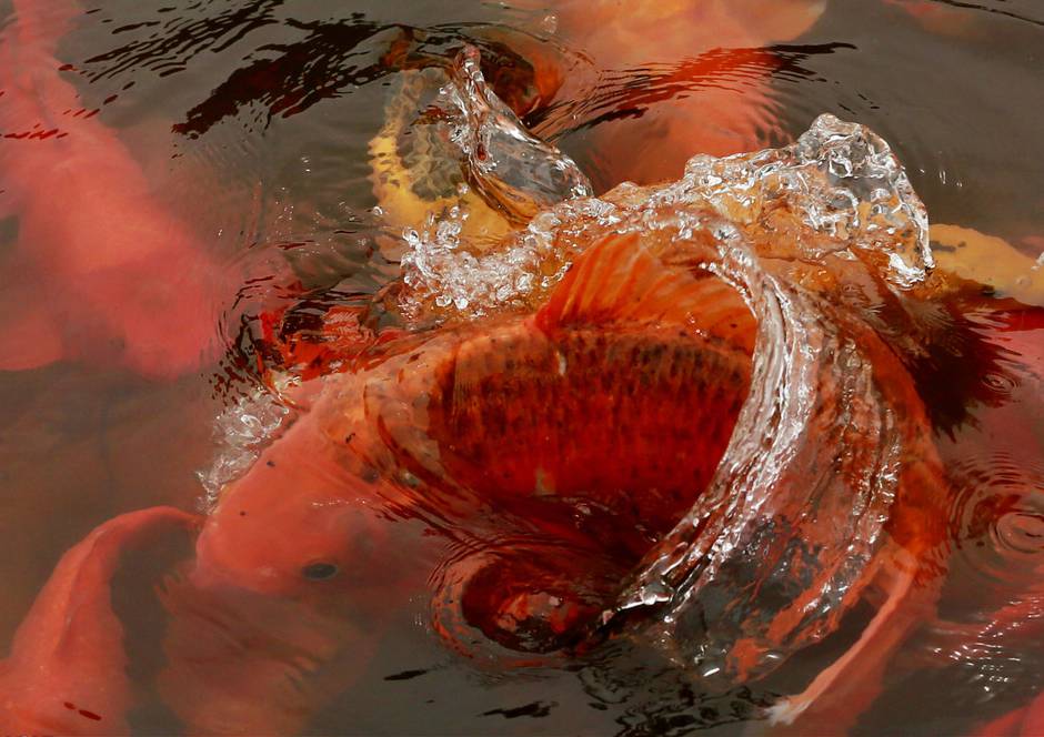 点击大图看下一张：大红锦鲤水中欢腾图片