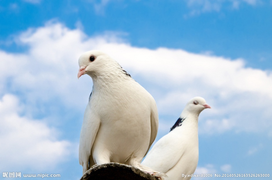 点击大图看下一张：纯洁优雅的白色信鸽图片