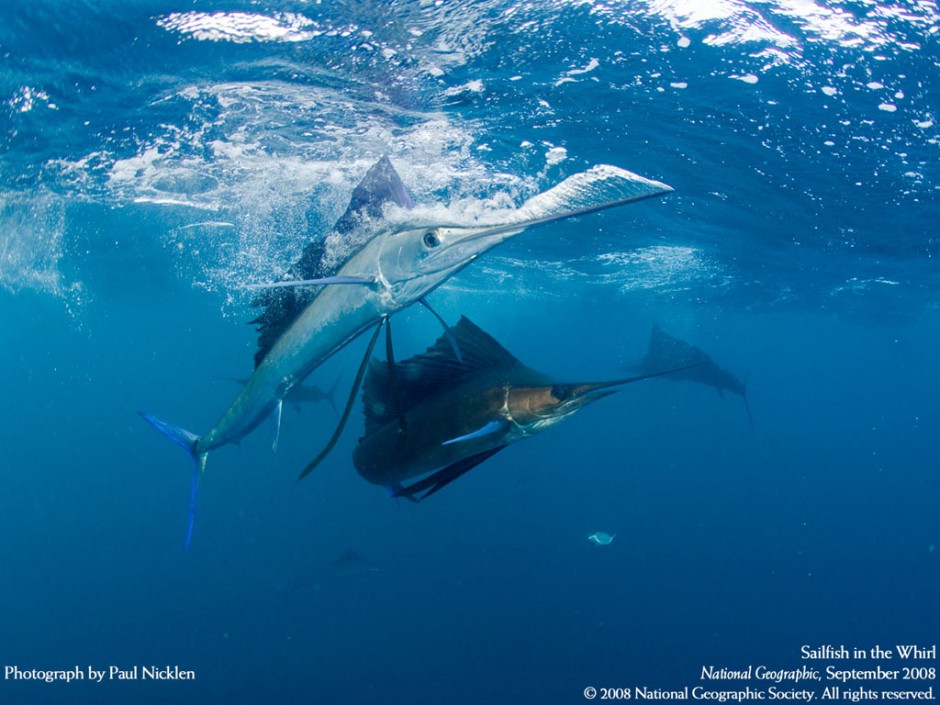 点击大图看下一张：旗鱼剑鱼在一起的图片高清壁纸