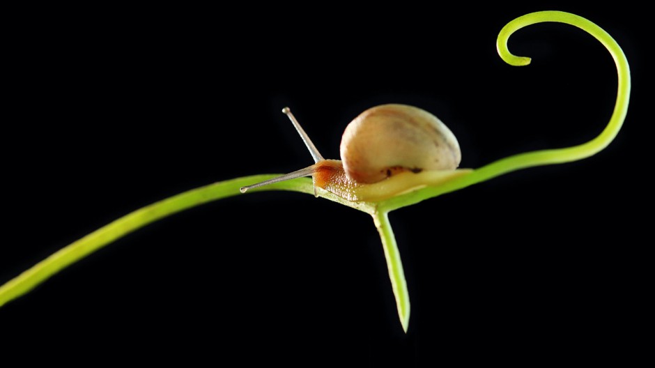 点击大图看下一张：可爱的蜗牛高清微距摄影图片