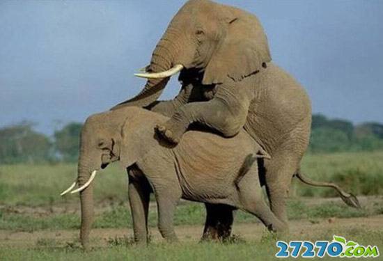 点击大图看下一张：动物世界 大象的活跃