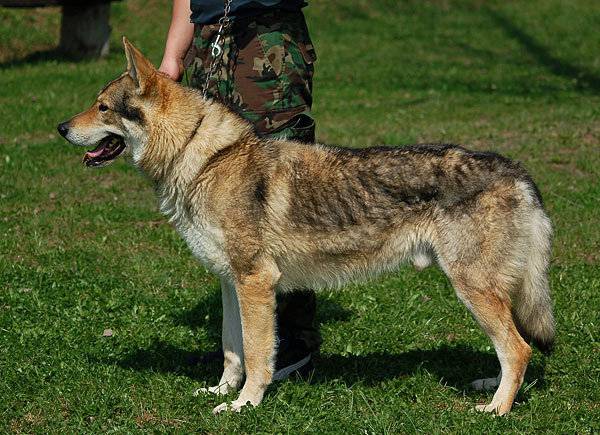 点击大图看下一张：捷克狼犬军营训练图片欣赏