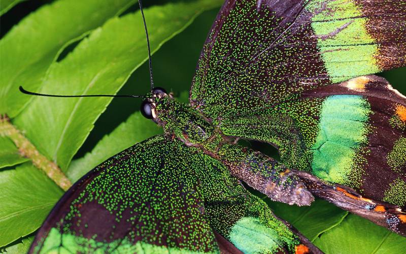 点击大图看下一张：精美色彩斑斓的蝴蝶电脑壁纸