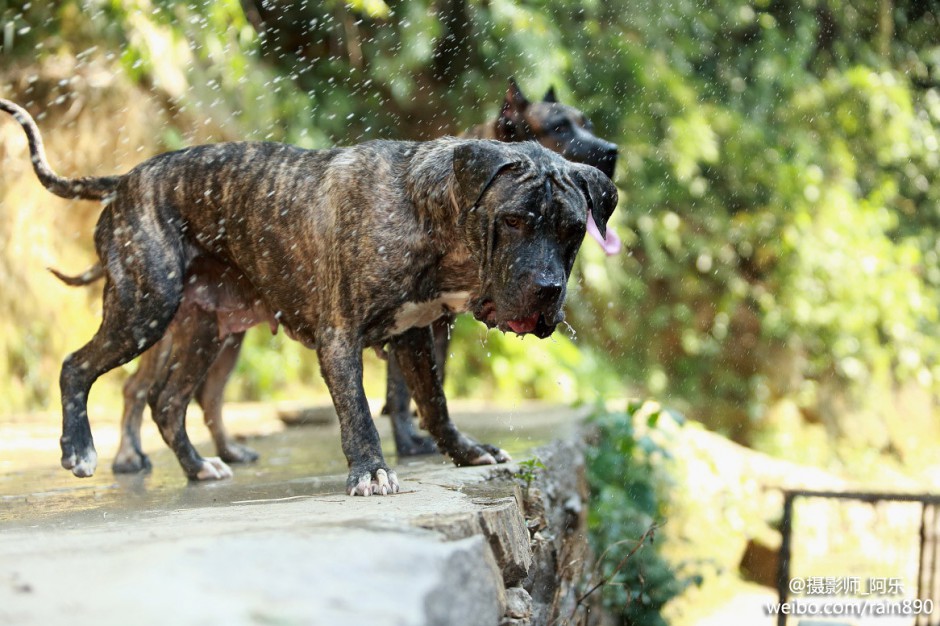 点击大图看下一张:加纳利犬调皮爱玩特写图片