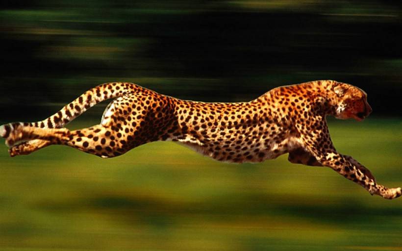 点击大图看下一张：迅捷的猫科猛兽豹子图片高清特写