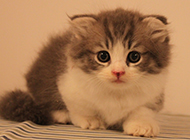 蓝白英短猫可爱幼仔图片