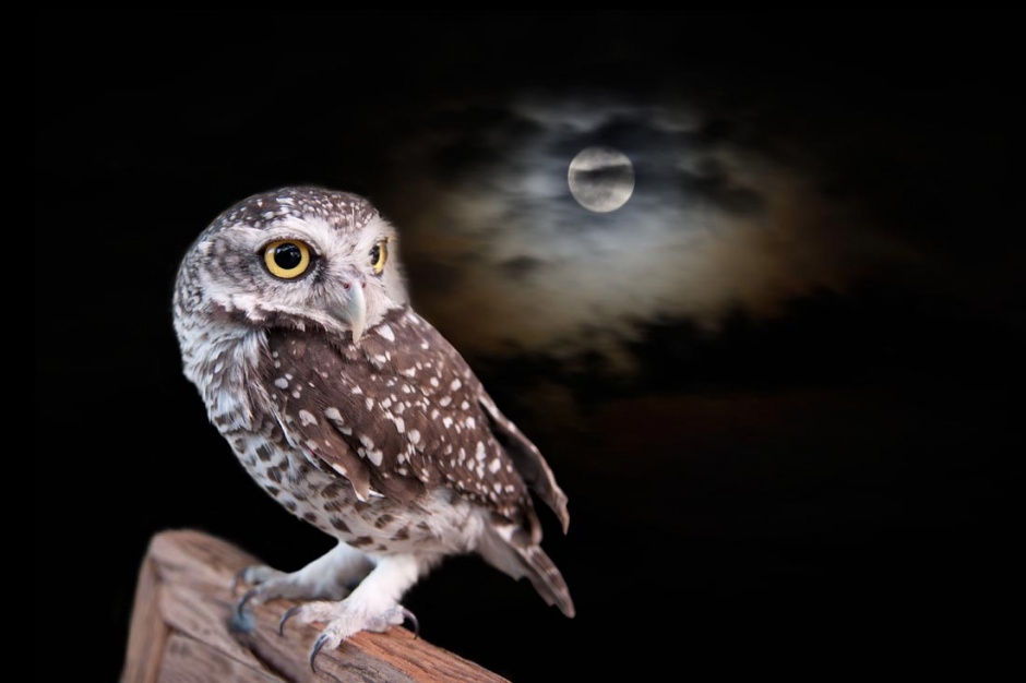 点击大图看下一张：黑夜中的可爱猫头鹰图片