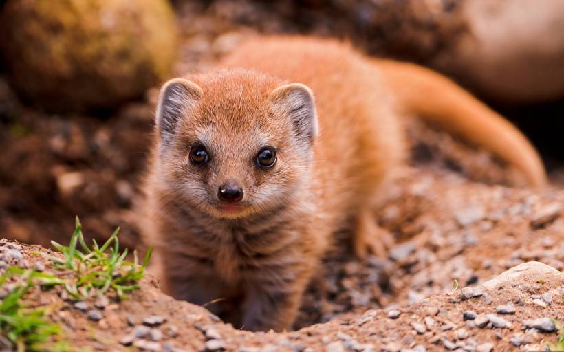 点击大图看下一张：可爱的猫鼬野外生活高清图片