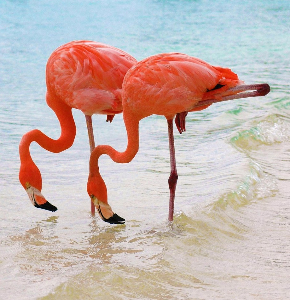 点击大图看下一张：海边粉红色的火烈鸟图片
