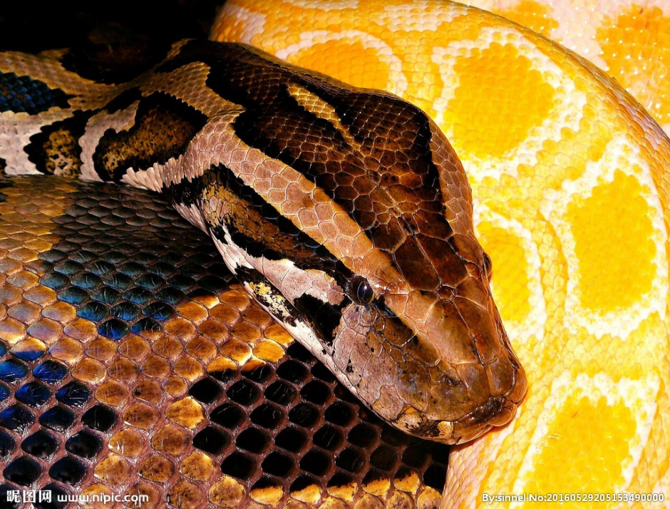点击大图看下一张：颜色犀利凶猛的巨蟒蛇图片