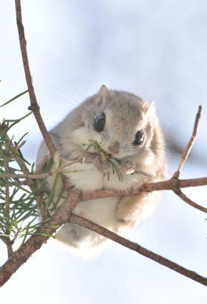 点击大图看下一张：枝头上的宠物小飞鼠图片