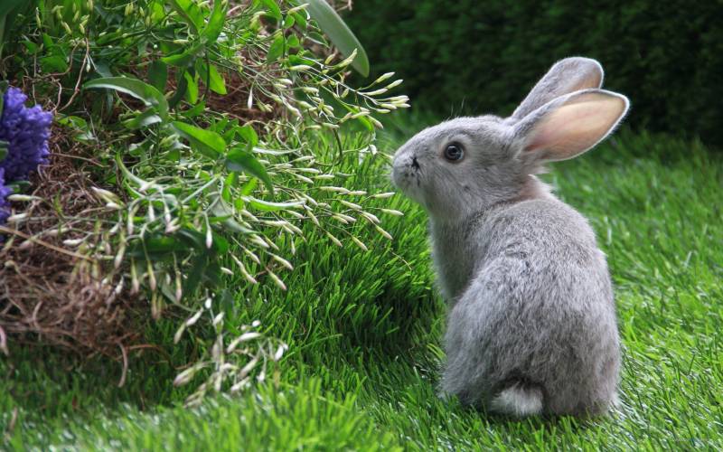 点击大图看下一张：毛茸茸的可爱兔子高清组图