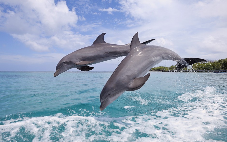 点击大图看下一张：可爱海豚图片高清动物壁纸特辑