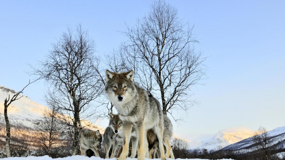 点击大图看下一张：雪地飞奔的狼青雪狼图片