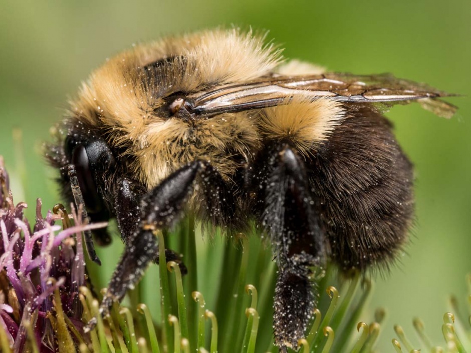 点击大图看下一张：辛勤的蜜蜂高清图片欣赏