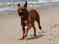 日本土佐犬沙滩上奔跑图片