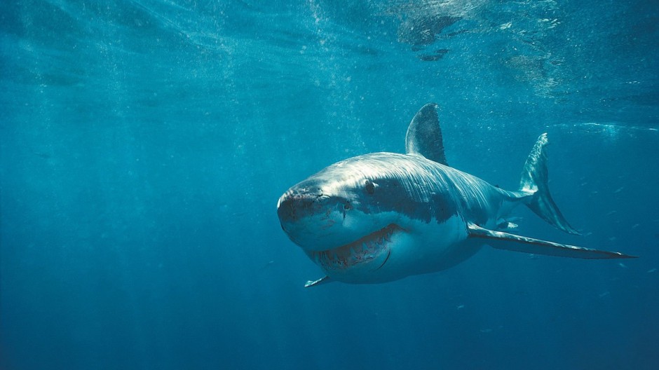 点击大图看下一张：霸气深海大鲨鱼高清图片素材