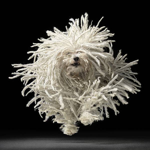 点击大图看下一张：可蒙犬欢乐舞动图片