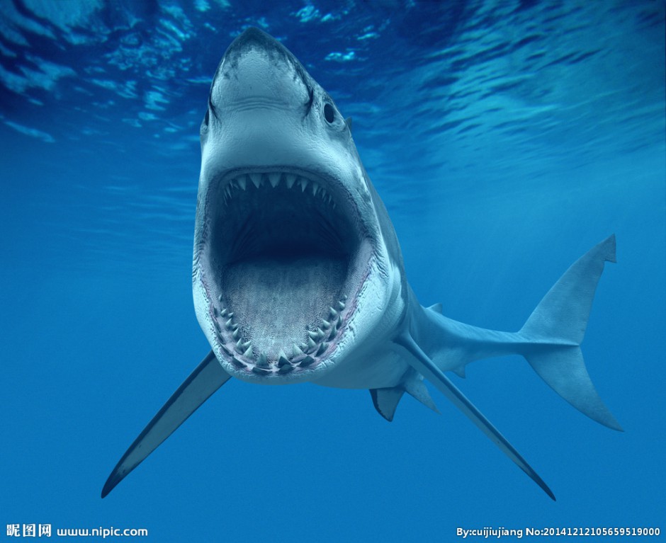 点击大图看下一张：海底鲨鱼模样凶残图片