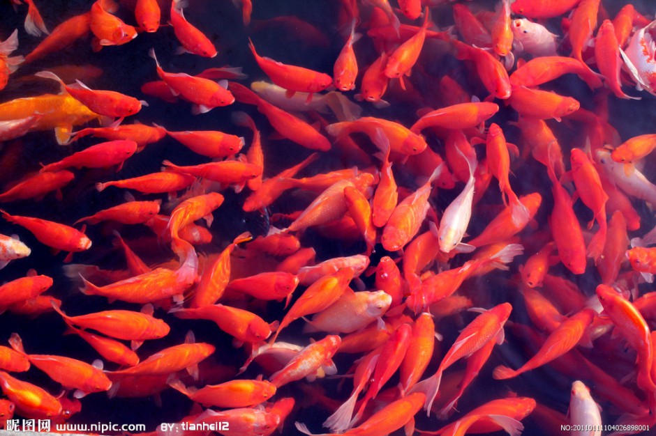 点击大图看下一张：颜色鲜艳的池塘锦鲤图片欣赏