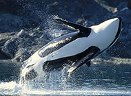 黑白鲸鱼欢腾跳跃图片