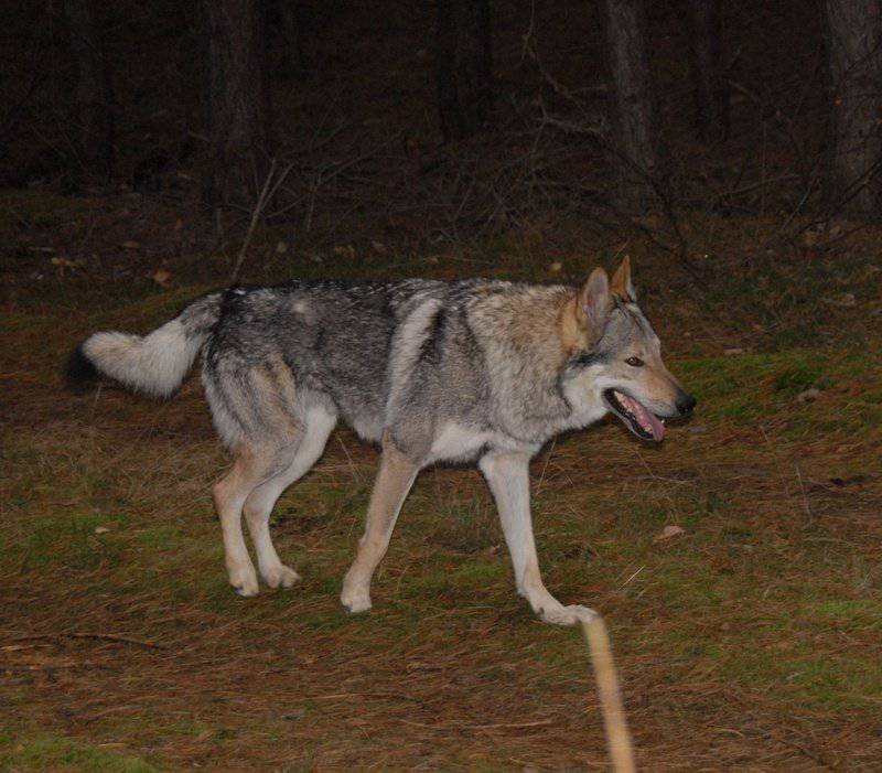 点击大图看下一张：捷克狼犬野外霸气特写图片