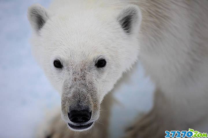 点击大图看下一张：北极熊生存现状：气候变化构成致命威胁