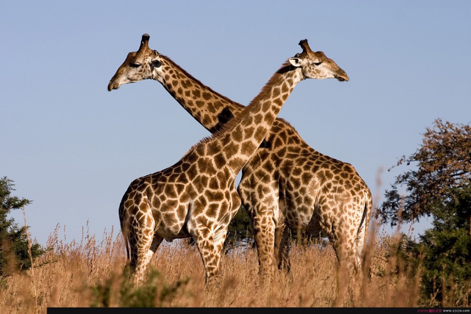 点击大图看下一张：世界上现存最高的陆生动物-长颈鹿
