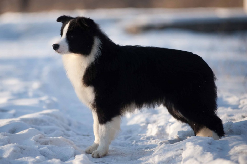 点击大图看下一张：雪地上的边境牧羊犬图片欣赏
