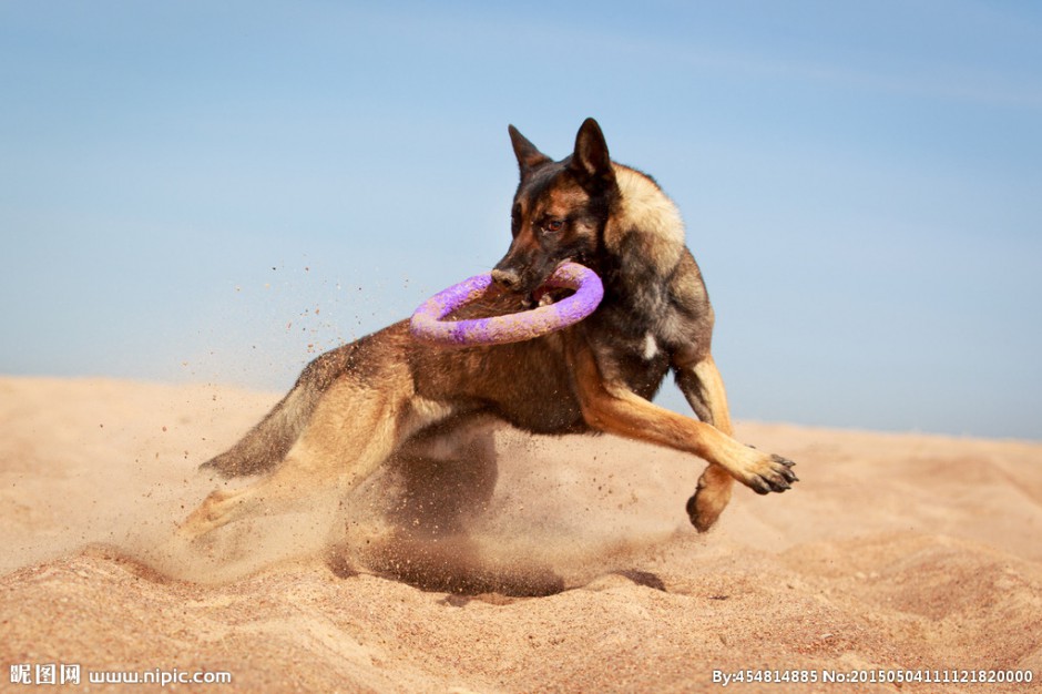 点击大图看下一张：昆明狼犬沙地训练图片勇敢自信