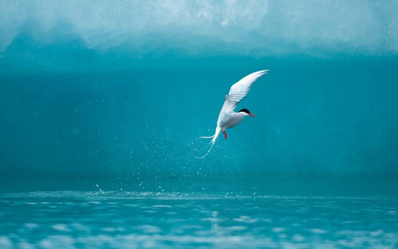 点击大图看下一张：自由翱翔海边的海鸥图片