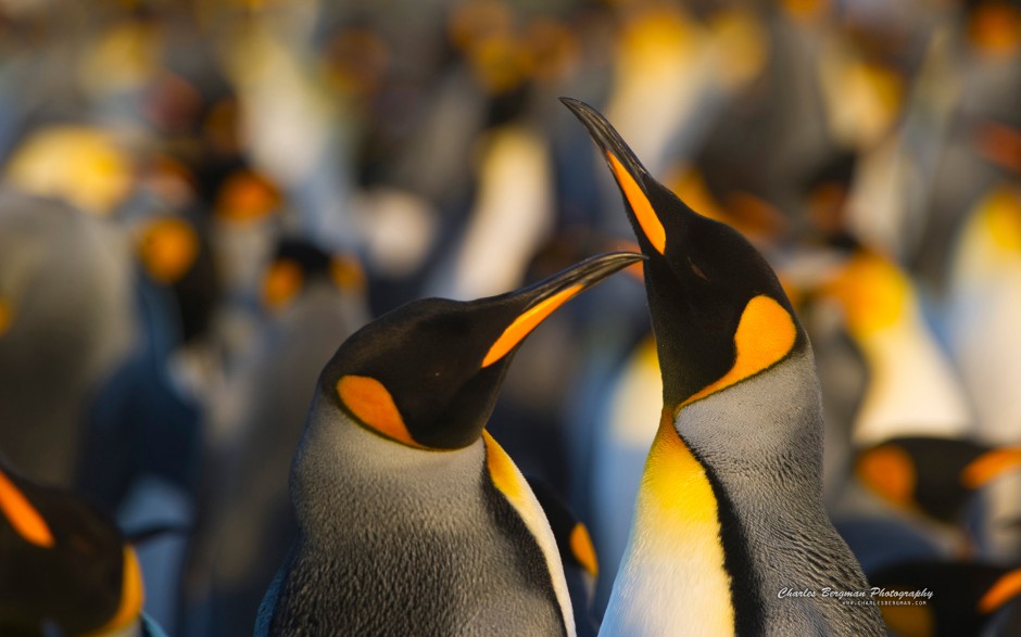 点击大图看下一张：可爱南极小企鹅图片特写