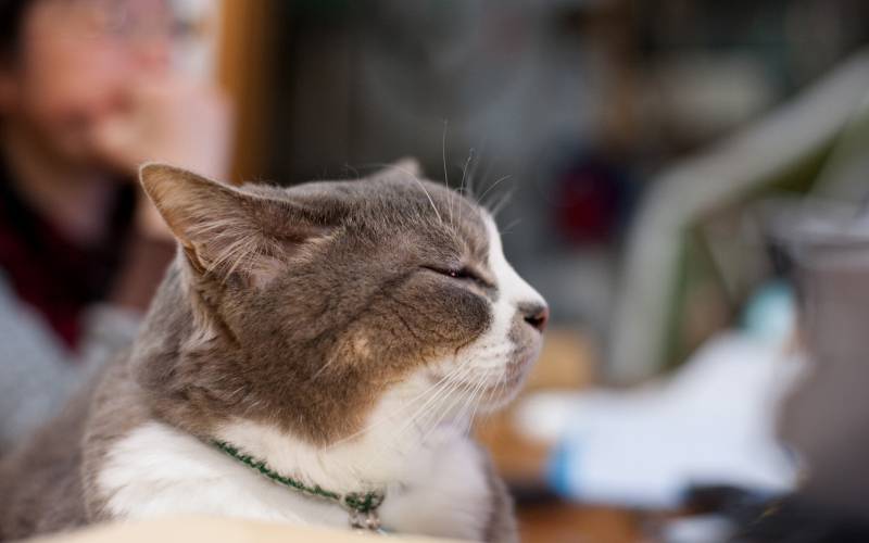 点击大图看下一张：懒散而优雅的猫咪高清桌面壁纸