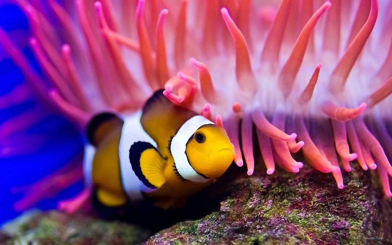 点击大图看下一张：栖息于珊瑚礁的小丑鱼图片