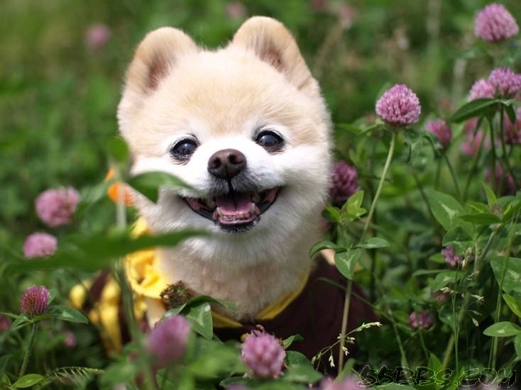点击大图看下一张：置身花丛中的日本俊介犬图片
