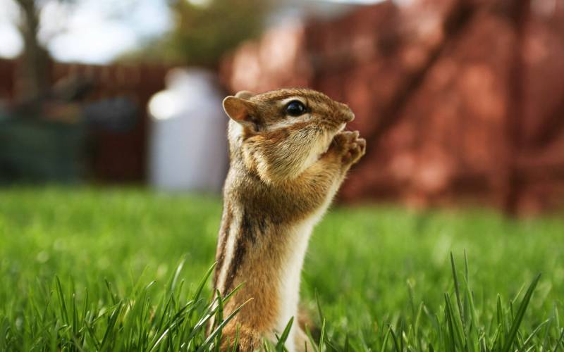 点击大图看下一张：可爱的小松鼠吃东西高清图片