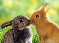 萌萌的小兔子动物接吻图片