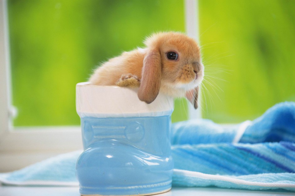 点击大图看下一张：可爱迷人的迷你垂耳兔高清图片