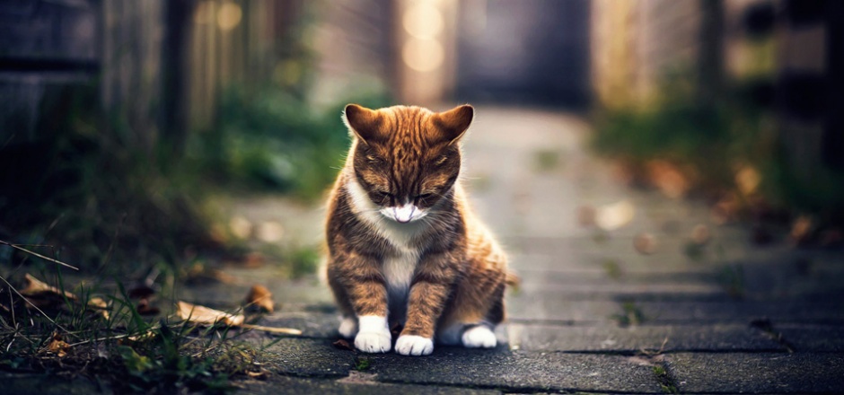 点击大图看下一张：悲伤的小猫高清摄影图片