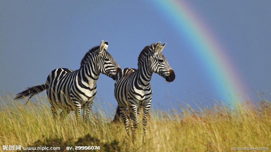 点击大图看下一张：自由奔跑的非洲斑马图片