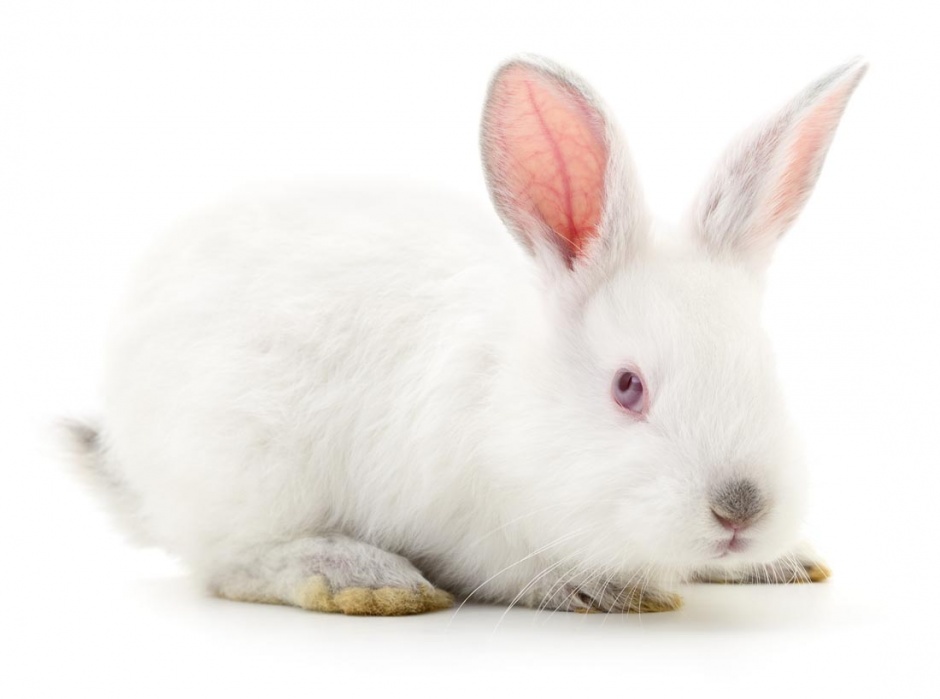 点击大图看下一张：萌萌的小兔子高清图片素材