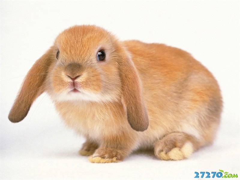 点击大图看下一张：可爱兔子