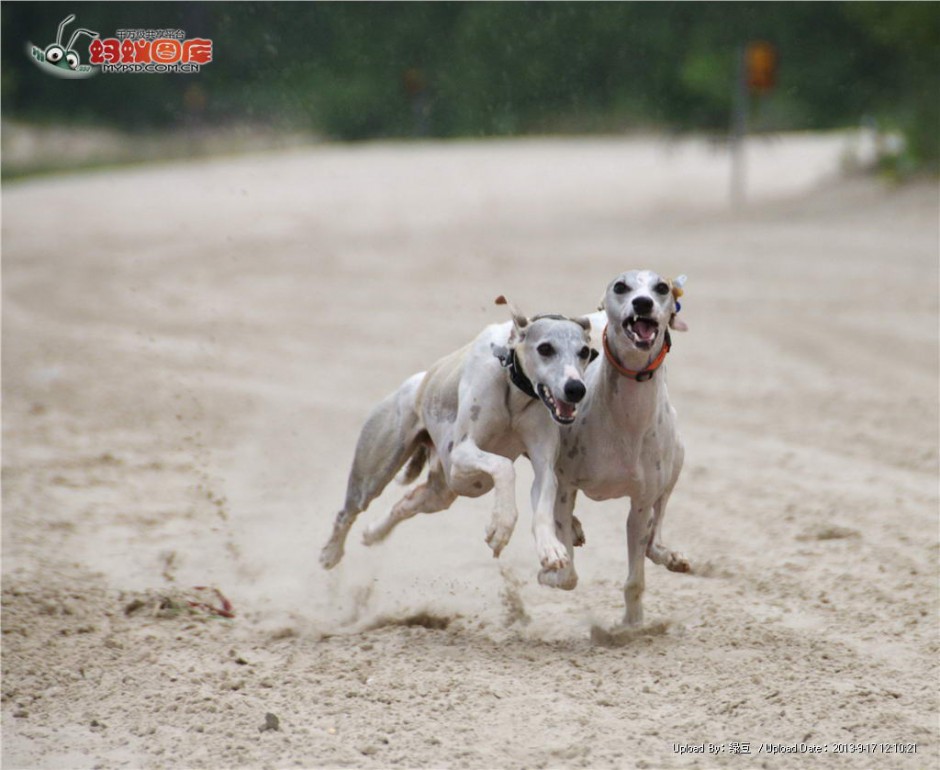 点击大图看下一张：惠比特犬沙场赛跑图片