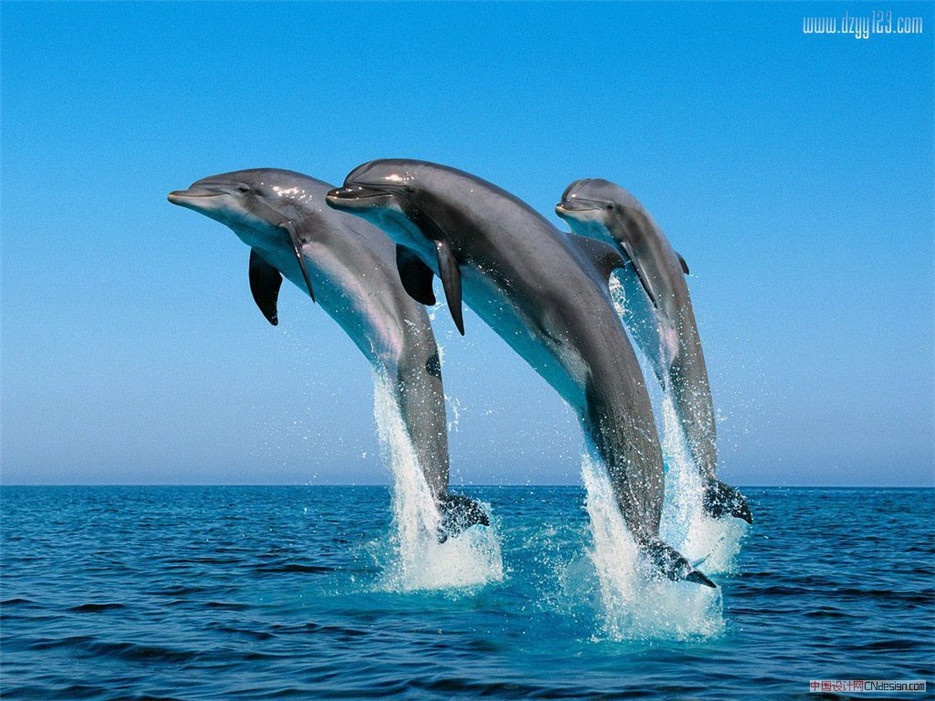 点击大图看下一张：人类的挚友海豚高清图片欣赏