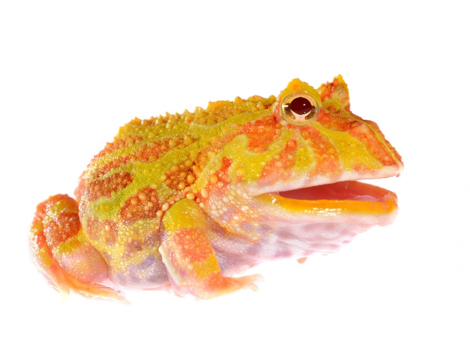 点击大图看下一张：彩色青蛙高清图片素材