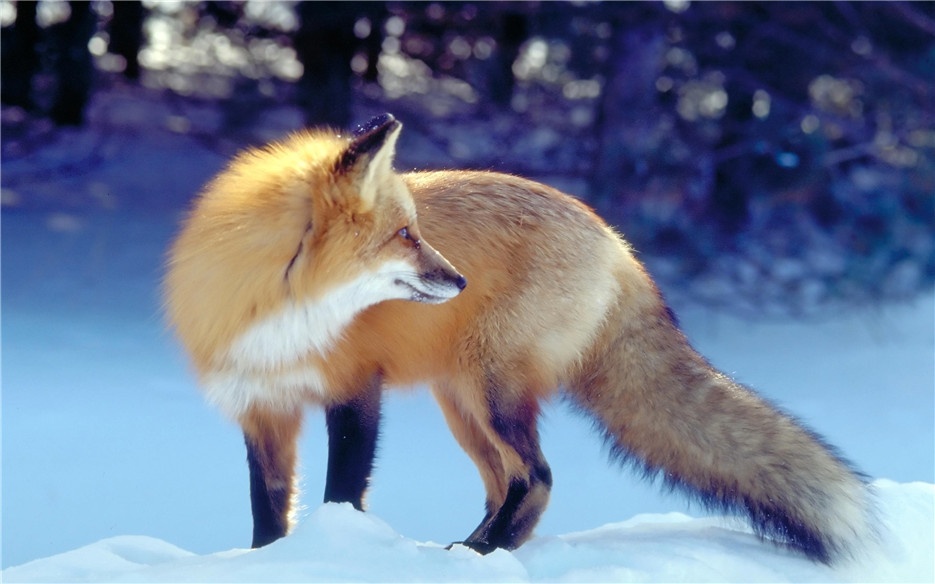 点击大图看下一张：茫茫大雪中觅食的狐狸高清图片