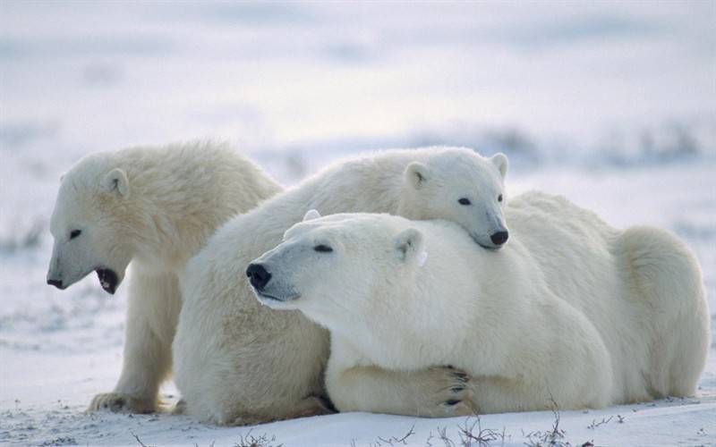 点击大图看下一张：北极健壮北极熊高清动物图片