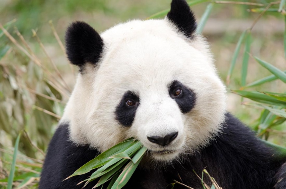 点击大图看下一张：可爱的国宝大熊猫图片